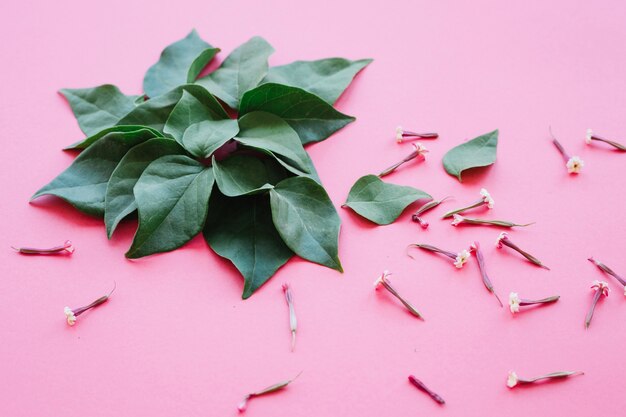 Gentle green leaves with flowers