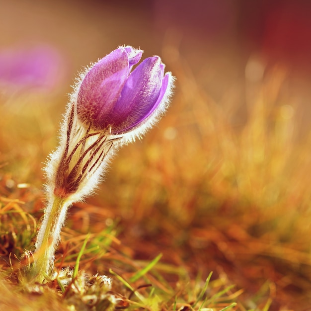 «Нежный фиолетовый маленький цветок»