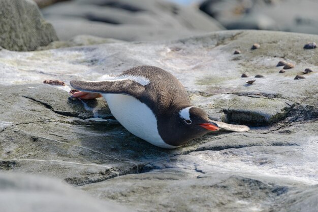 石の砂の上に立っているかわいいジェンツーペンギンのクローズアップショット 無料の写真
