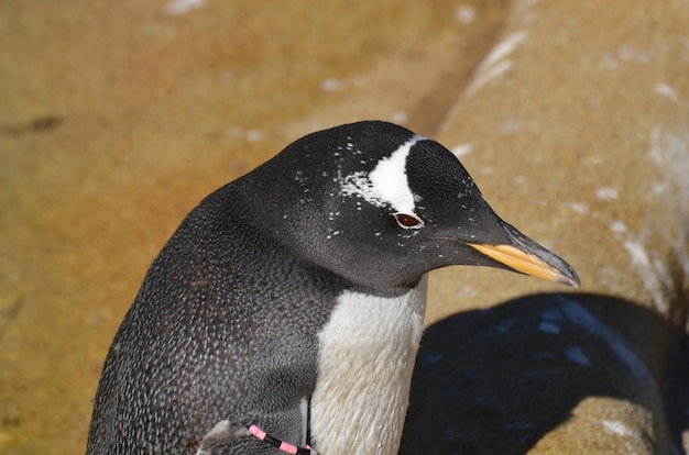 Gentoo penguin standing on a rock pile.