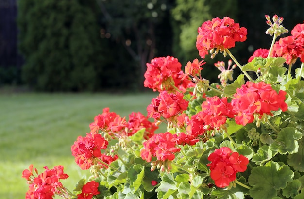 Geranium bushes