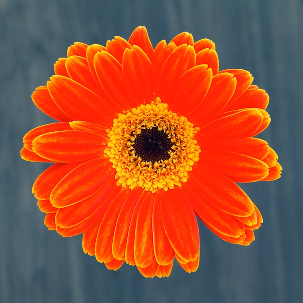 Gerber flower isolated on brown background