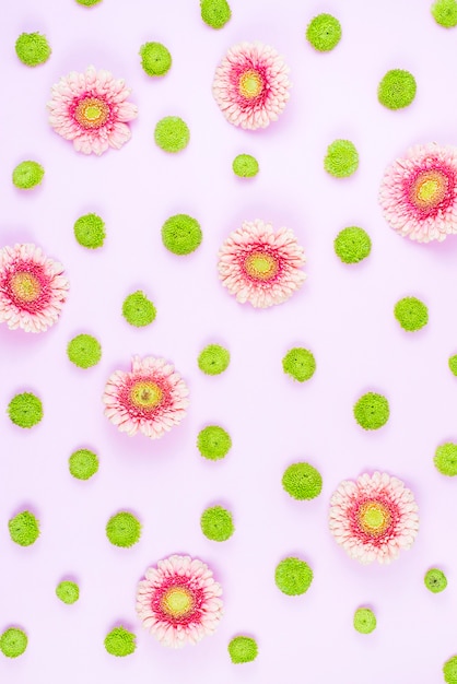 Gerbera and chrysanthemum flowers on pink backdrop