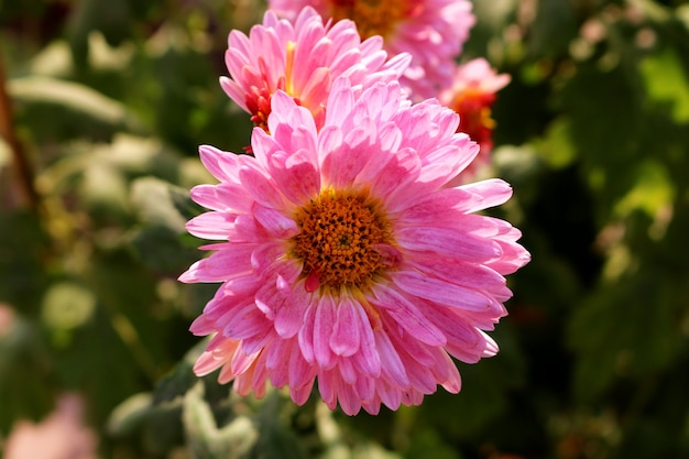 Foto gratuita margherita di gerbera