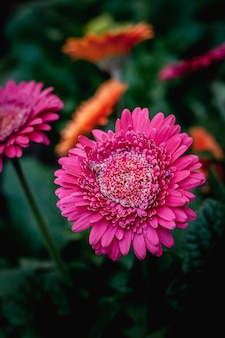 Фотография крупным планом цветка герберы. макро цветочный концептуальный романтический естественный фон.