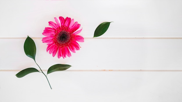 Gerbera flower and green leaves