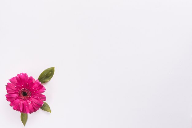 Gerbera flower on white table