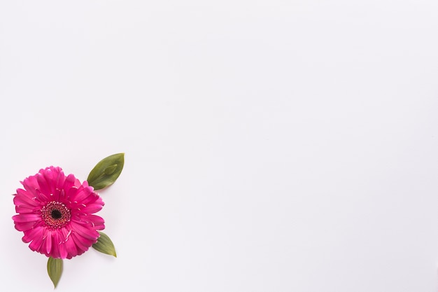 Gerbera flower on white table