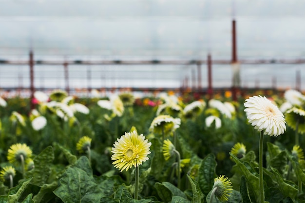 Gerbera flowers inside greenhouse 