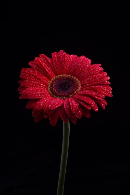 gerbera flowers isolated on black background