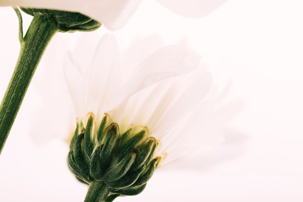 무료 사진 흰색 배경에 거 베라 꽃