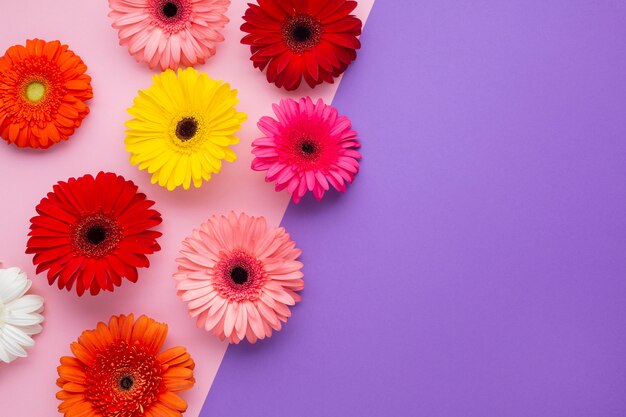 Gerbera flowers on pink and violet copy space background