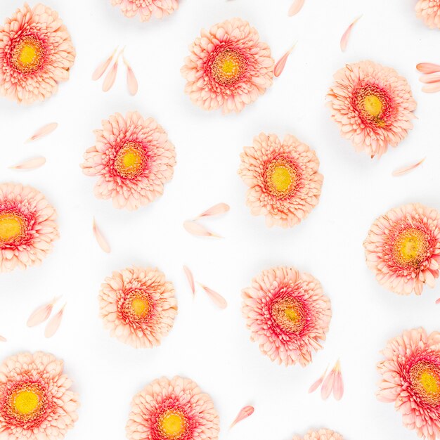 Gerbera flowers on white background