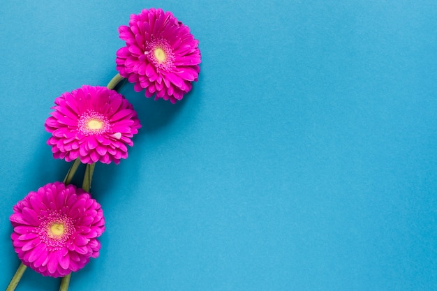 Gerbera flowers with copy space on blue background