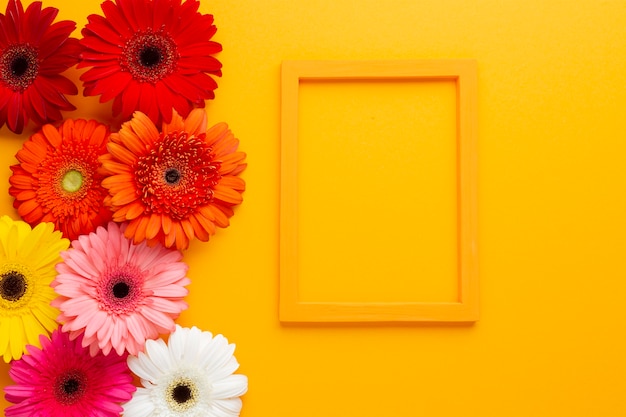 Gerbera flowers with frame on orange background