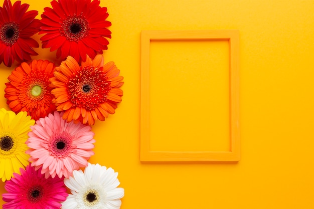 Цветы герберы с рамкой на оранжевом фоне
