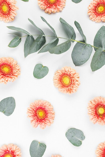 Gerbera flowers with green leaves on white background