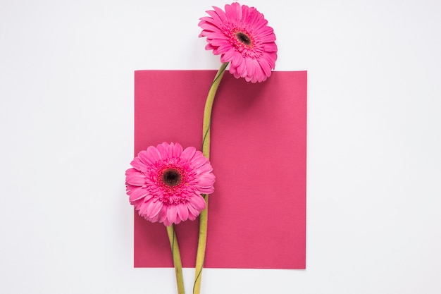 Gerbera flowers with paper sheet on table