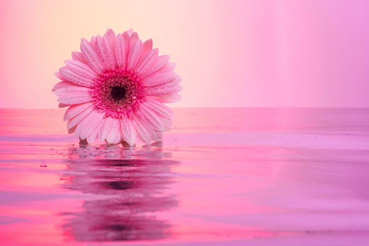 無料Photo ガーベラの花