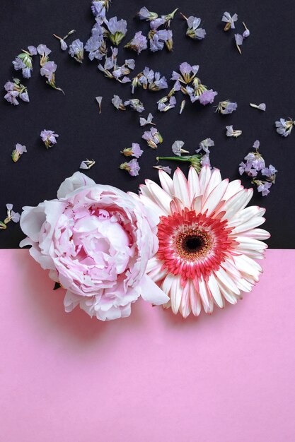 Gerbera and peony flower on pink and black backdrop