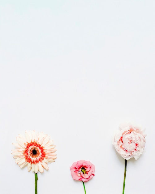 흰색 배경에 거 베라, 장미와 모란 꽃