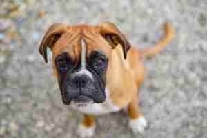 Foto gratuita cucciolo di boxer tedesco sdraiato a terra