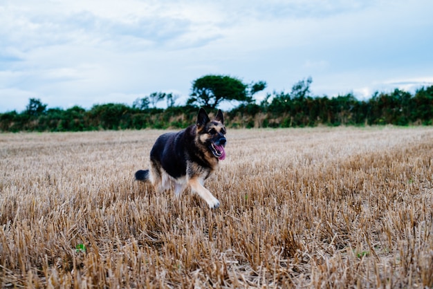 昼間に芝生のフィールドで走っているジャーマンシェパード犬