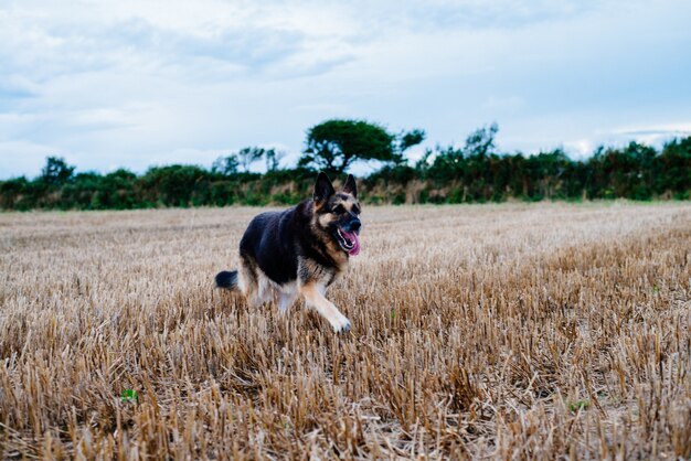 German shepherd dog running in a grassy field during daytime