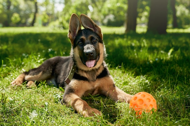 German shepherd puppy playing with ball at park