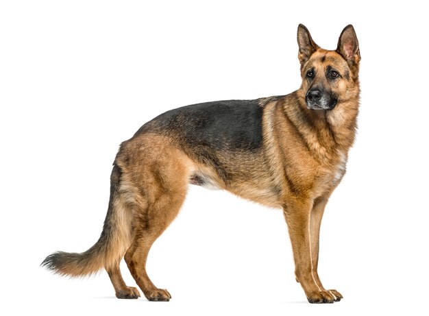 Premium Photo German Shepherd Dog 8 Months Old Lying Premium Photo German Shepherd Dog 8 Months Old Lying