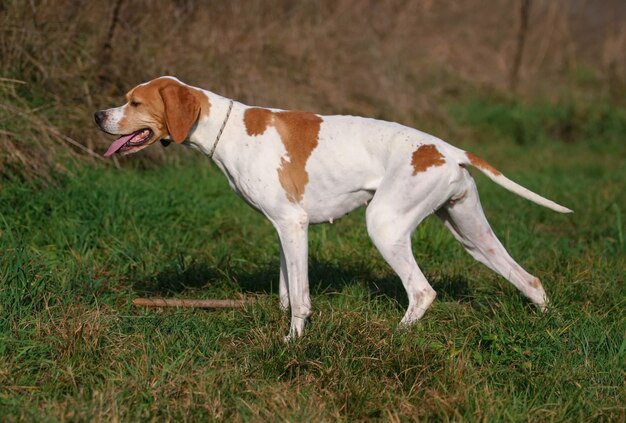 German Shorthaired Pointer Free Vectors Stock Photos Psd