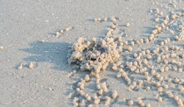 Free photo ghost crab