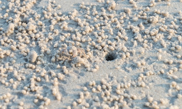 Free photo ghost crab