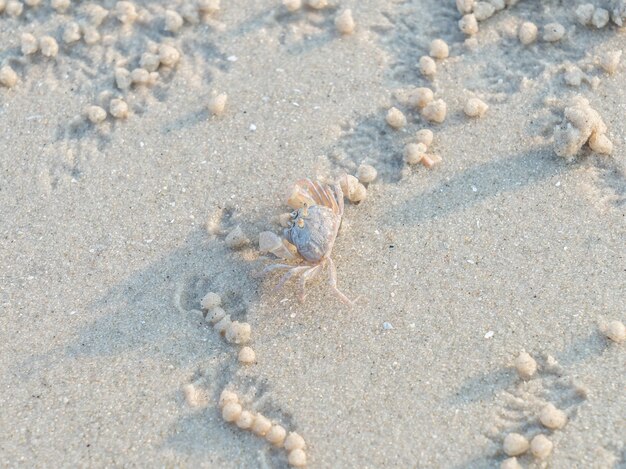 Ghost crab