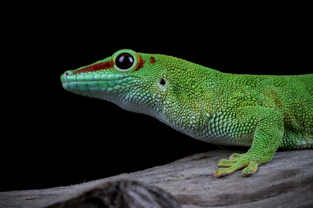 Giant day gecko closeup on branch with black background