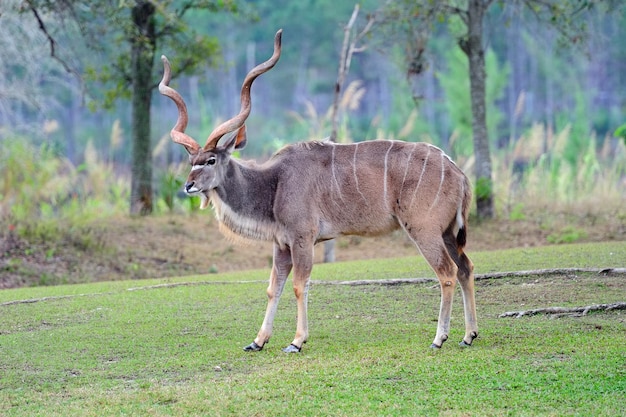 Foto gratuita eland gigante