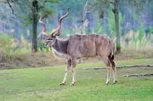 Free photo giant eland