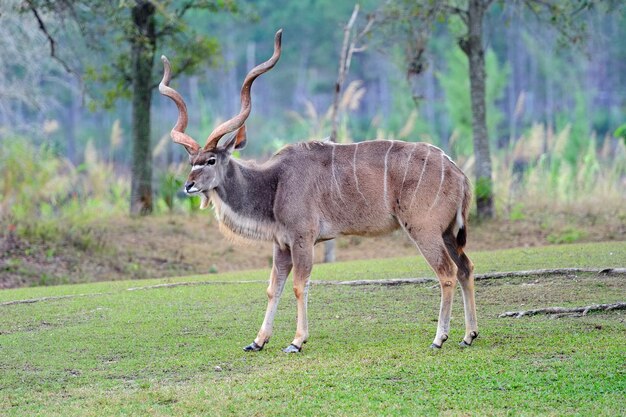 Giant eland