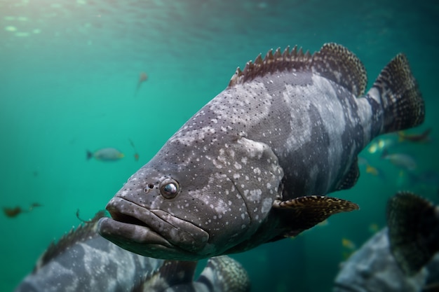 巨大ハタまたは茶色の斑点ハタ魚 プレミアム写真 巨大ハタまたは茶色の斑点ハタ魚 プレミアム写真