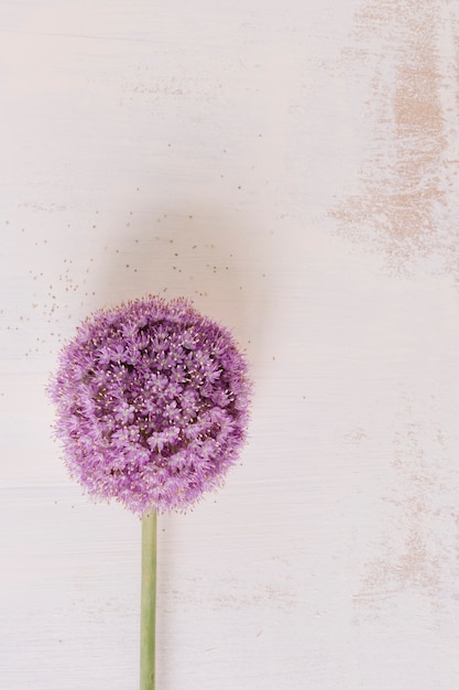 Giant onion; allium giganteum; flower blooming against grunge backdrop