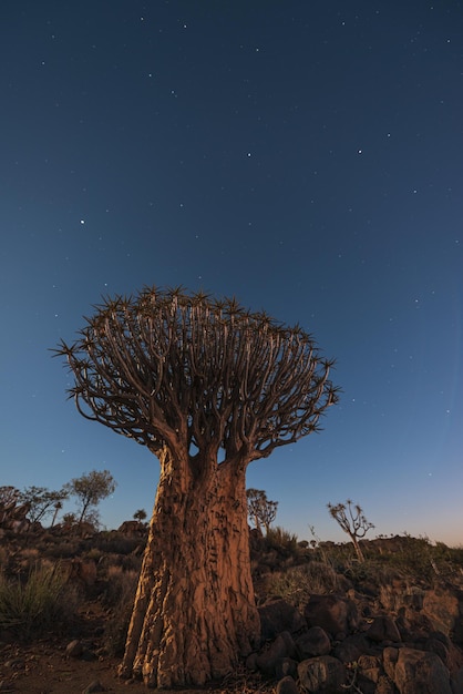 별이 빛나는 어두운 푸른 하늘 아래 남아프리카 나미비아의 떨림 나무 숲에 있는 거대한 떨림 나무