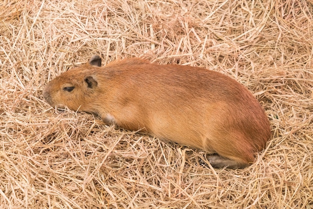 거대한 쥐 또는 Capybara