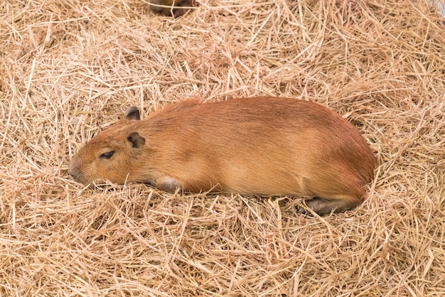 Free photo giant rat or capybara