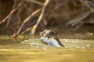 Foto gratuita lontra di fiume gigante che si nutre nell'habitat naturale brasile selvatico fauna brasiliana ricco pantanal watter animale creatura molto intelligente pesca pesci