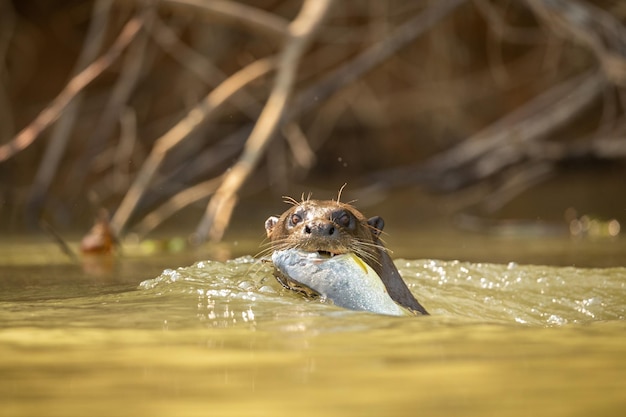 자연 서식지에서 먹이를주는 거대한 강 수달 야생 브라질 브라질 야생 동물 풍부한 Pantanal 물 동물 매우 지능적인 생물 낚시 물고기