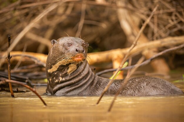 Giant river otter feeding in the nature habitat Wild brasil Brasilian wildlife Rich Pantanal Watter animal Very inteligent creature Fishing fish