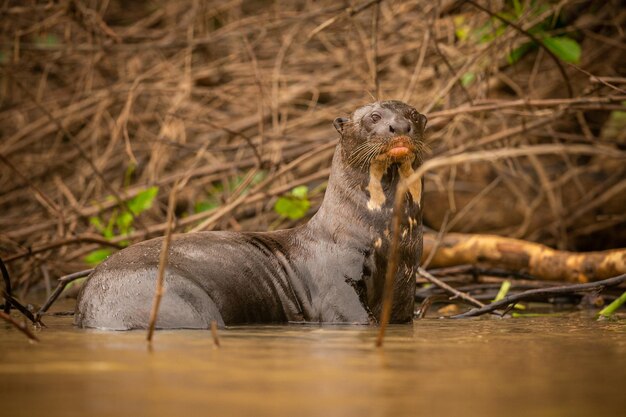 자연 서식지에서 먹이를주는 거대한 강 수달 야생 브라질 브라질 야생 동물 풍부한 Pantanal 물 동물 매우 지능적인 생물 낚시 물고기