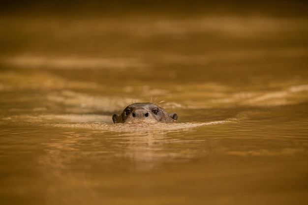 Giant river otter feeding in the nature habitat Wild brasil Brasilian wildlife Rich Pantanal Watter animal Very inteligent creature Fishing fish