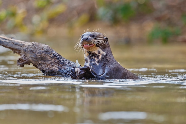 無料写真 自然生息地のオオカワウソ