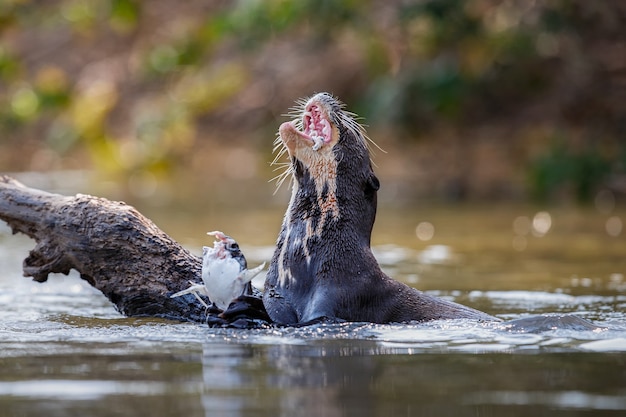 Foto gratuita lontra di fiume gigante nell'habitat naturale